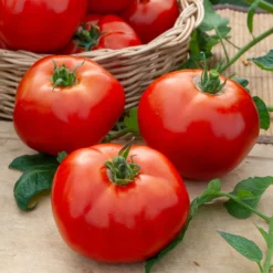 Fleischtomate Marktwunder - Große rote Tomaten selbst geerntet