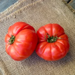 Fleischtomate Marmande - Saftig, aromatisch, einfach