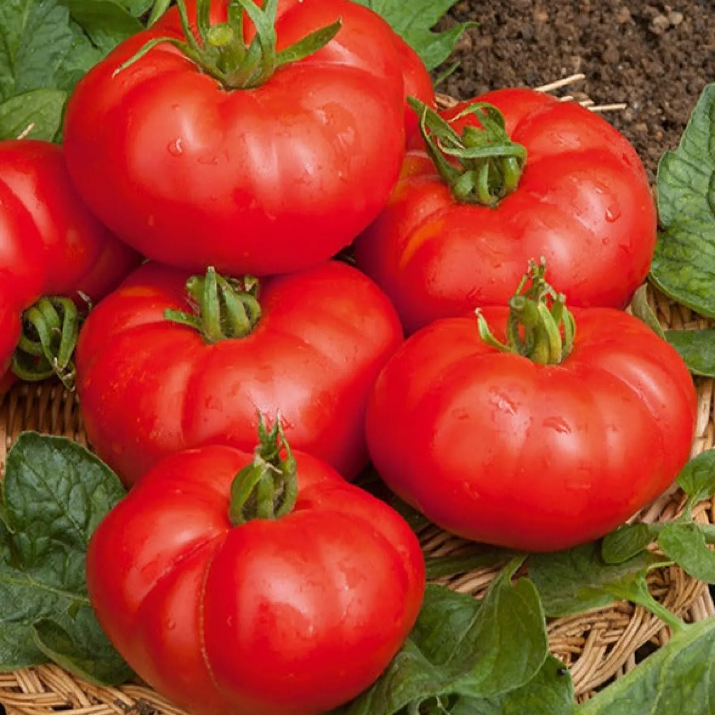 Fleischtomate Marmande - Saftig, aromatisch, einfach