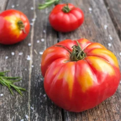 Fleischtomate Marmande - Saftig, aromatisch, einfach