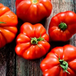 Fleischtomate Marmande - Saftig, aromatisch, einfach