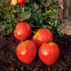 Fleischtomate 'Ochsenherz' - Riesenfrüchte voller Geschmack