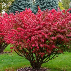 Flügelspindelstrauch - Feuerrot im Herbst