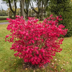 Flügelspindelstrauch - Feuerrot im Herbst