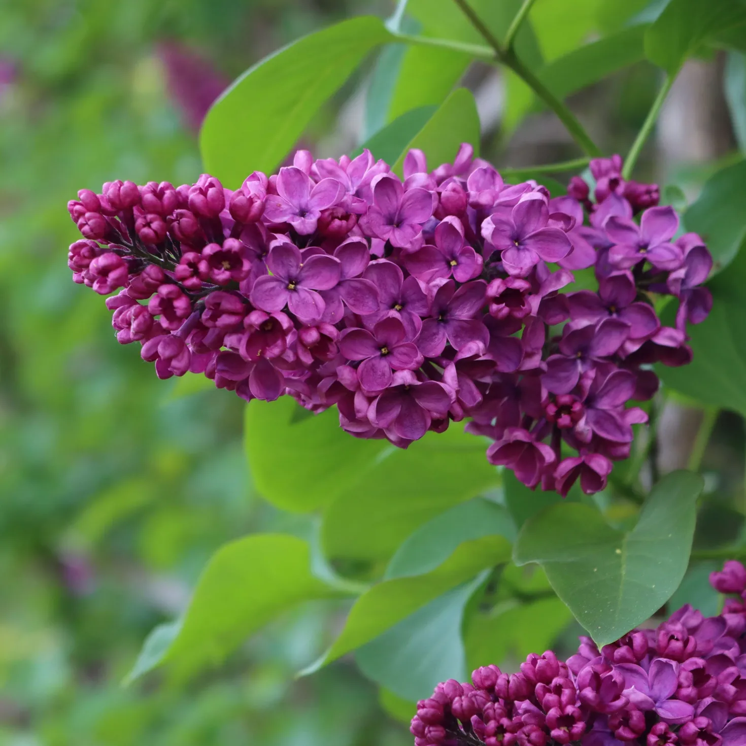 Flieder ‘Charles Joly’ - Duft-Flieder in Violett