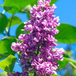 Flieder ‘Charles Joly’ - Duft-Flieder in Violett