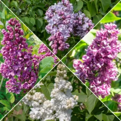 Flieder-Kollektion, doppelt blühend (x4) - Betörender Duft und üppige Blüten