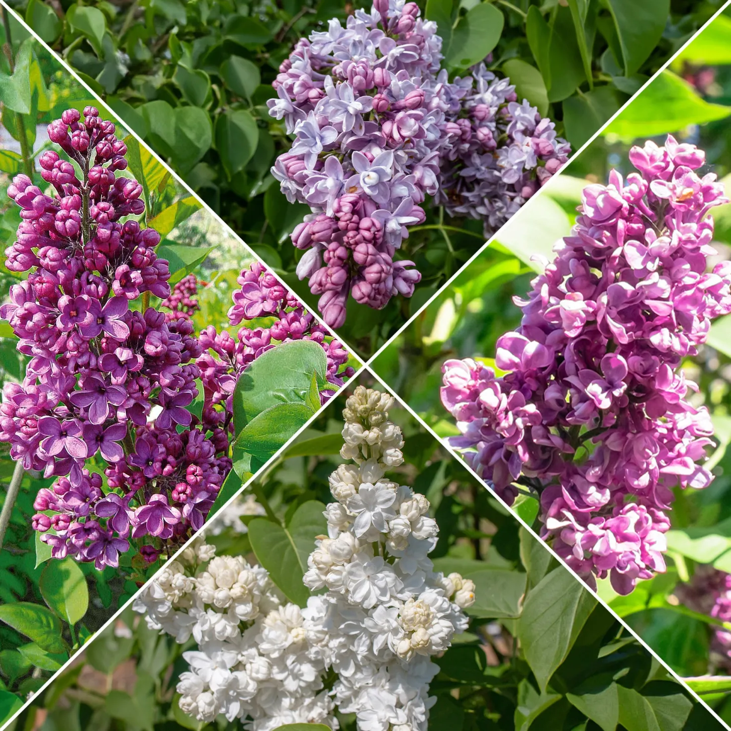 Flieder-Kollektion, doppelt blühend (x4) - Betörender Duft und üppige Blüten