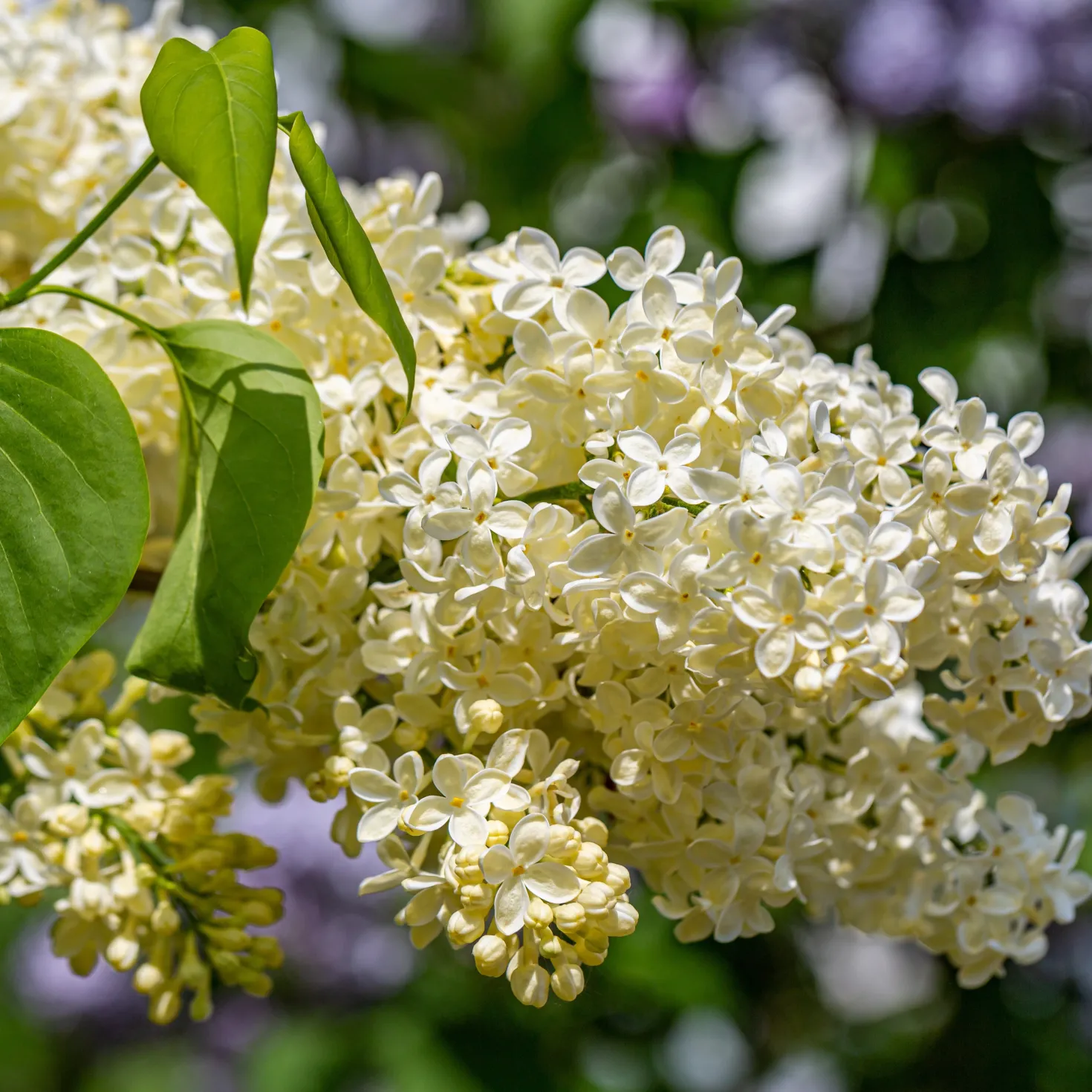 Flieder ‘Primrose’ - Gelber Flieder, echter Blickfang