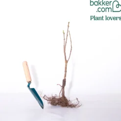 Flieder ‘Primrose’ - Gelber Flieder, echter Blickfang