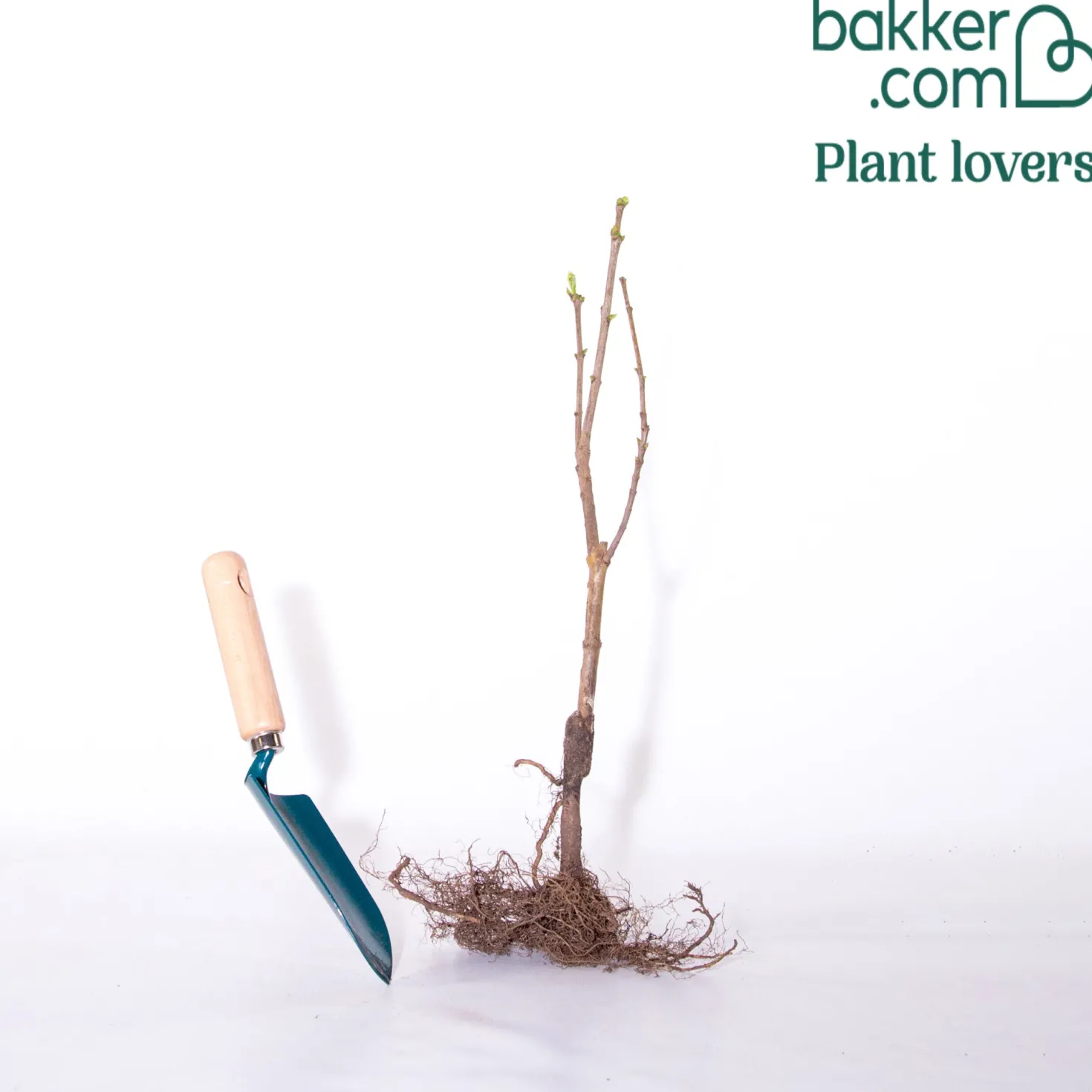 Flieder ‘Primrose’ - Gelber Flieder, echter Blickfang