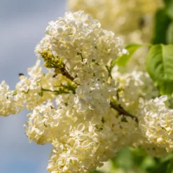 Flieder ‘Primrose’ - Gelber Flieder, echter Blickfang