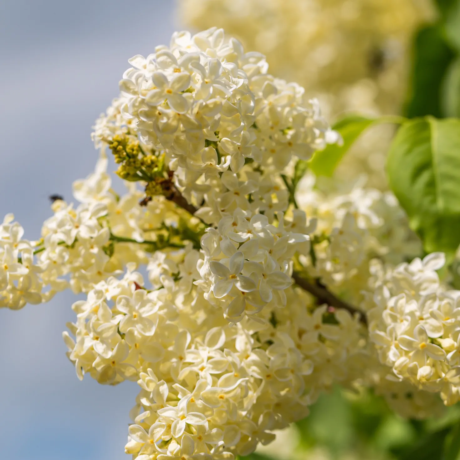Flieder ‘Primrose’ - Gelber Flieder, echter Blickfang