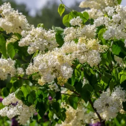 Flieder ‘Primrose’ - Gelber Flieder, echter Blickfang