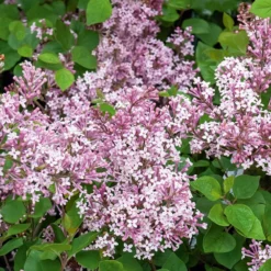 Flieder ‘Prince Charming’ - Duft-Flieder, klein & robust