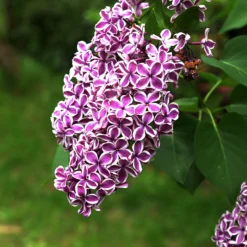 Flieder Sensation - Duft und Farbe im Garten