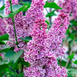 Flieder Sensation - Duft und Farbe im Garten