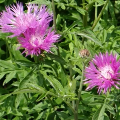 Flockenblume - Rosa Blüten wie von selbst