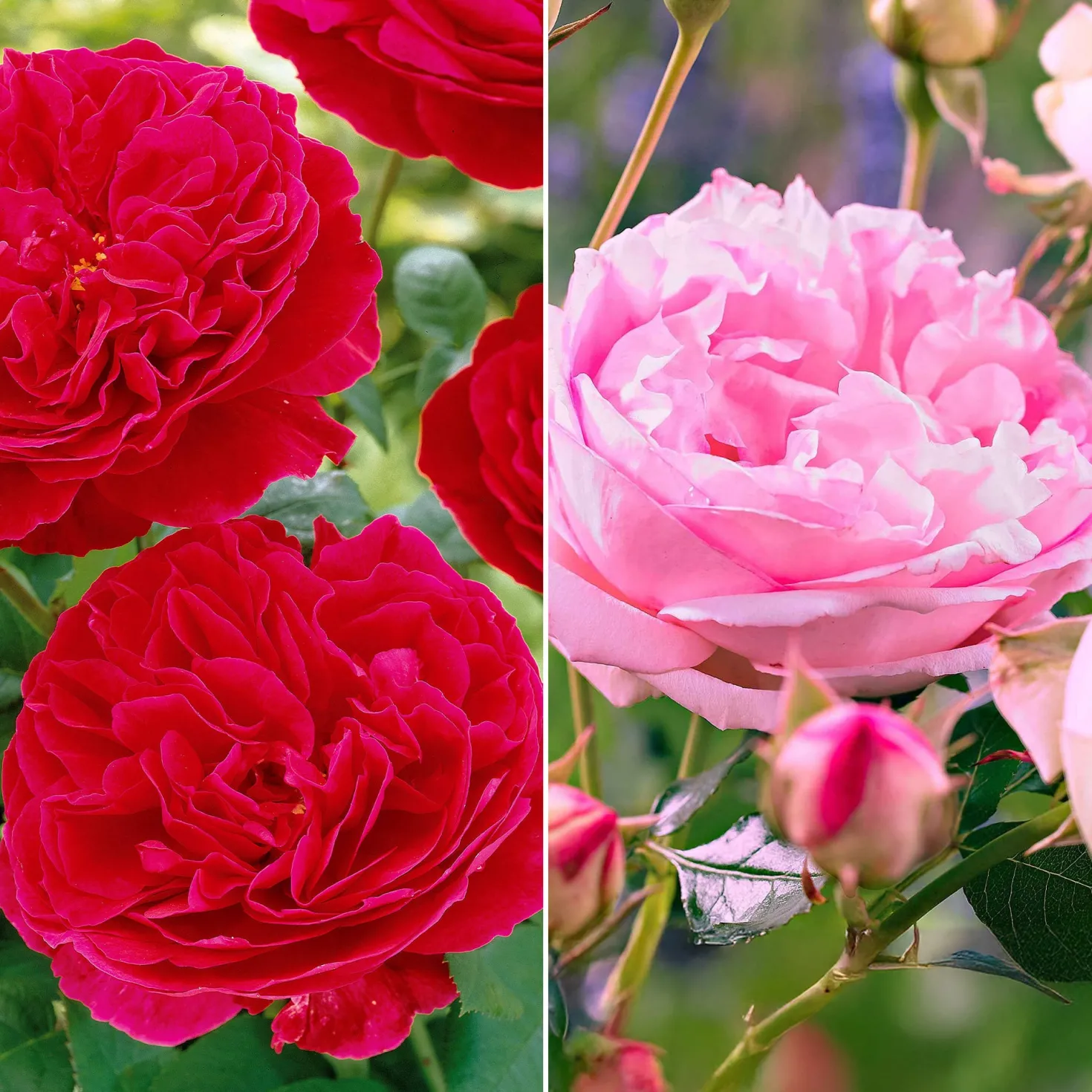 Floribunda-Rosen Kollektion (x2) - Blüten den ganzen Sommer