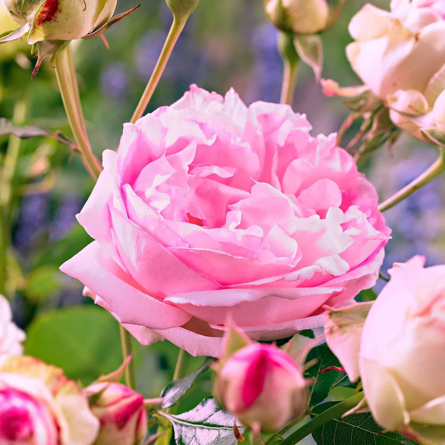 Floribunda-Rosen Kollektion (x2) - Blüten den ganzen Sommer