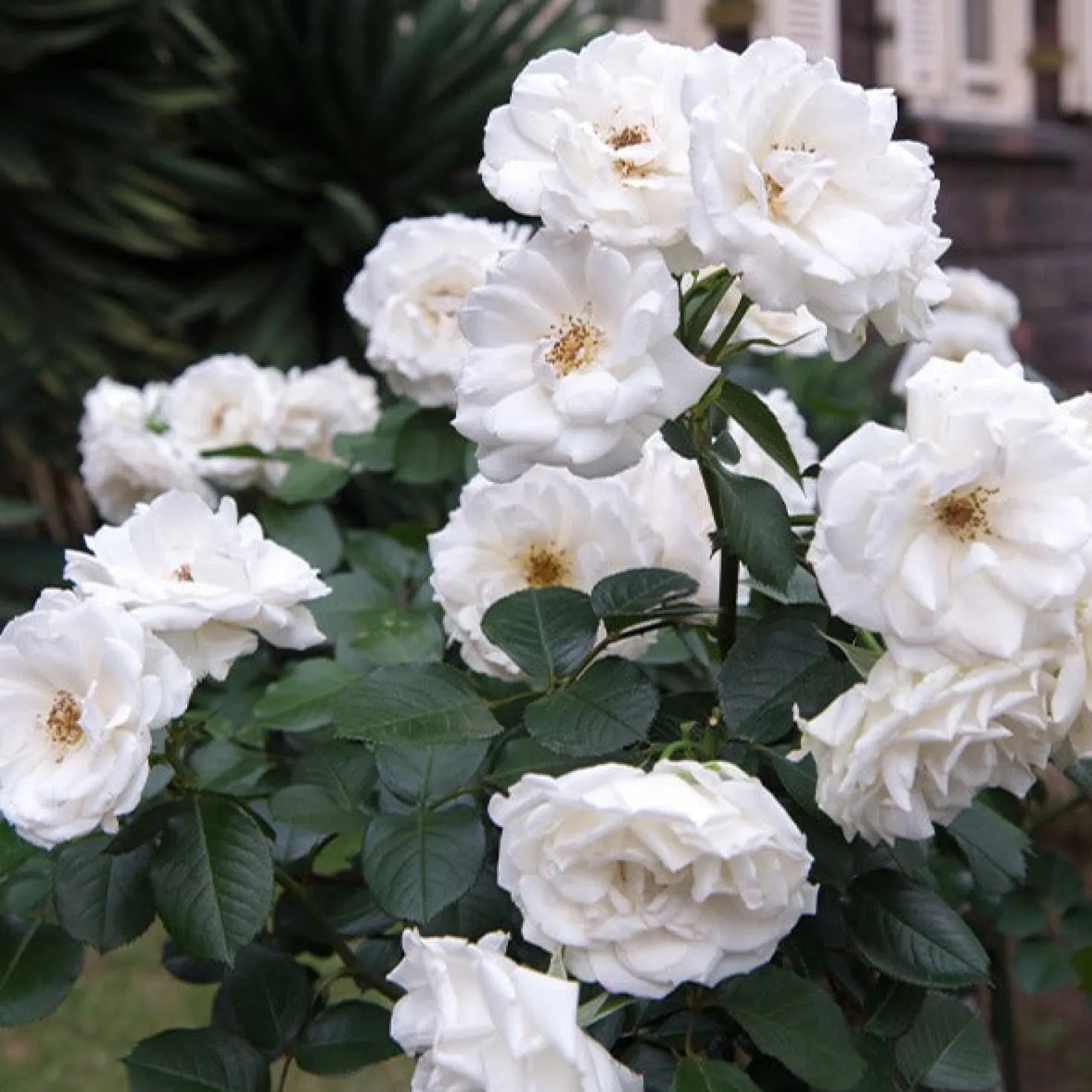 Floribundarose ‘Princesse de Galles®’ - Weiße Blüten den ganzen Sommer