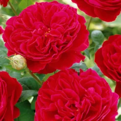 Floribunda-Rose Red Leonardo da Vinci ® Meiangele - Rot blüht den ganzen Sommer