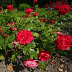 Floribunda-Rose Red Leonardo da Vinci ® Meiangele - Rot blüht den ganzen Sommer