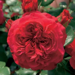 Floribunda-Rose Red Leonardo da Vinci ® Meiangele - Rot blüht den ganzen Sommer