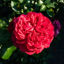 Floribunda-Rose Red Leonardo da Vinci ® Meiangele - Rot blüht den ganzen Sommer