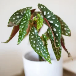 Forellenbegonie (Begonia maculata) - Punkte, die auffallen