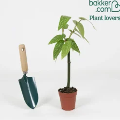 Forellenbegonie (Begonia maculata) - Punkte, die auffallen