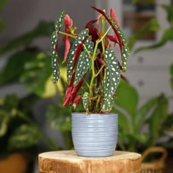 Forellenbegonie (Begonia maculata) - Punkte, die auffallen