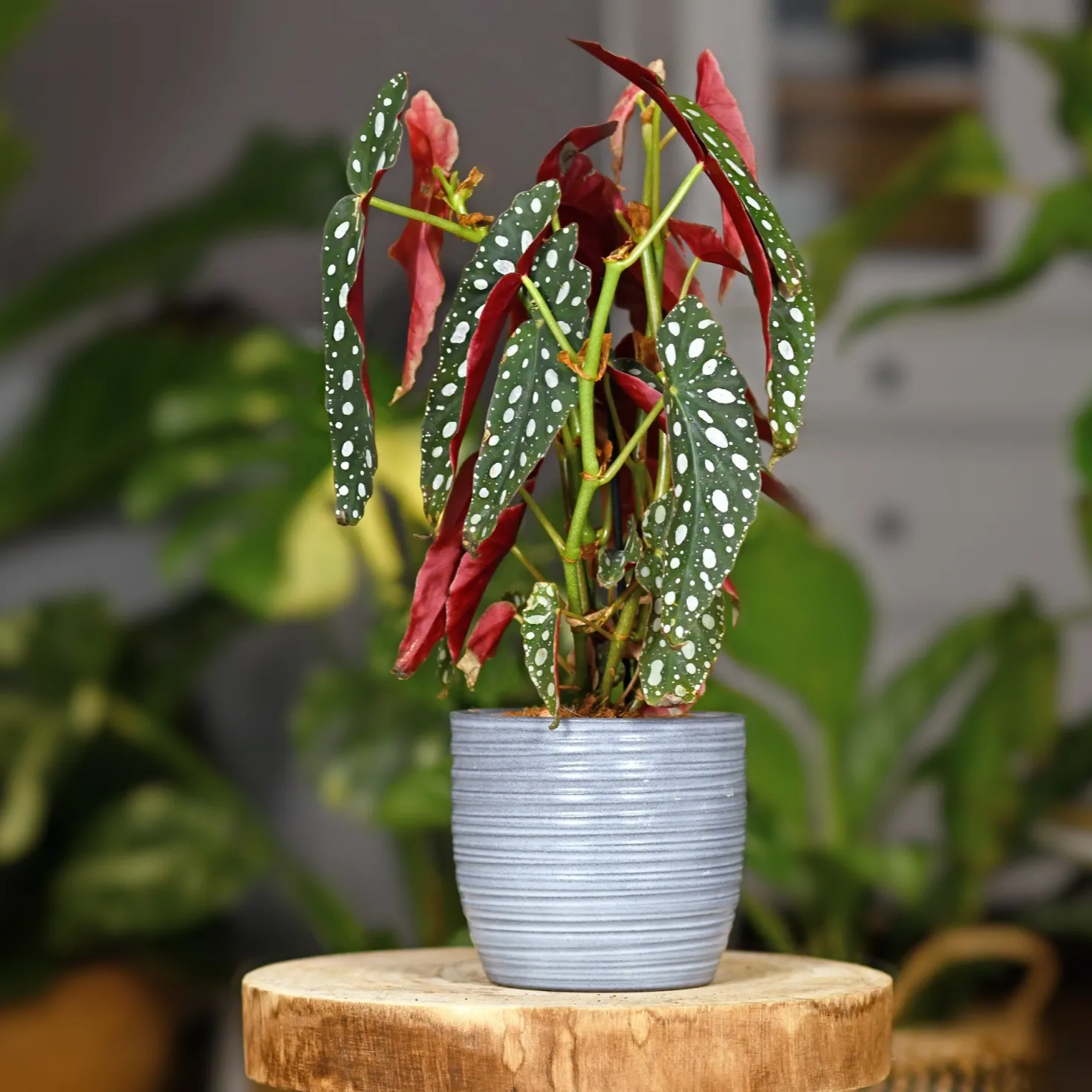 Forellenbegonie (Begonia maculata) - Punkte, die auffallen
