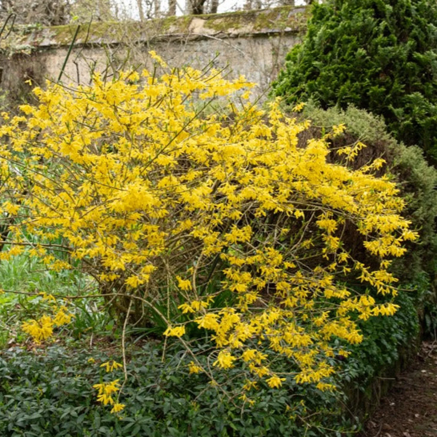 Forsythie ‘Marée d’Or®’ - Goldgelb blüht der Frühling