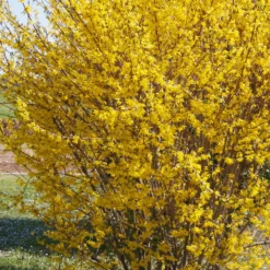 Forsythie ‘Marée d’Or®’ - Goldgelb blüht der Frühling