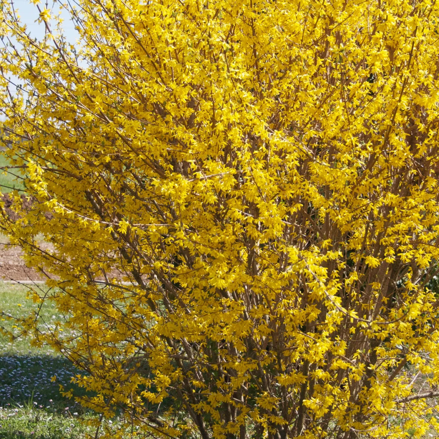 Forsythie ‘Marée d’Or®’ - Goldgelb blüht der Frühling