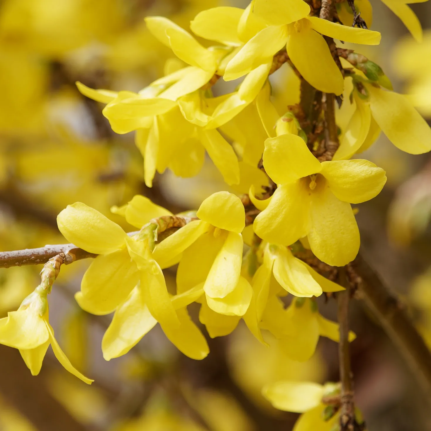 Forsythie ‘Marée d’Or®’ - Goldgelb blüht der Frühling