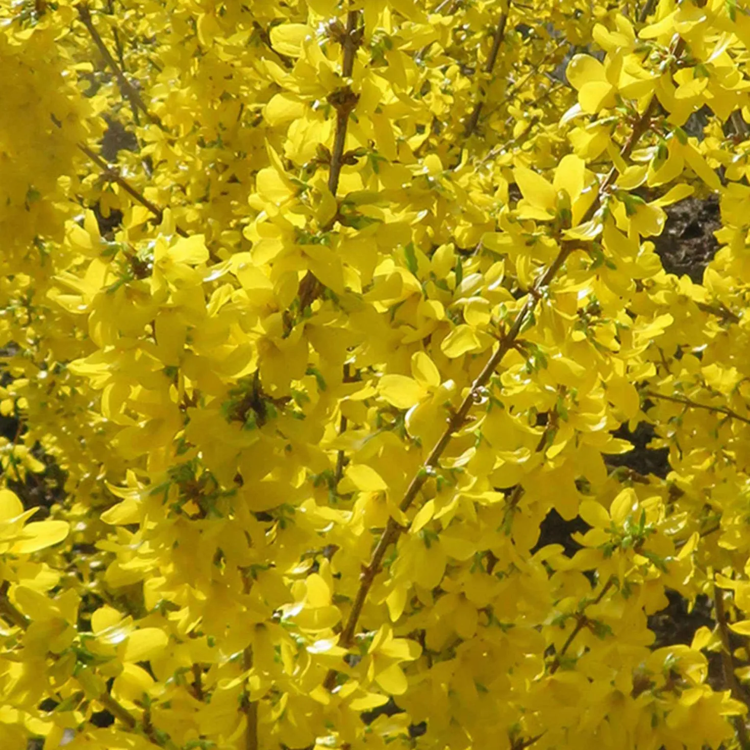 Forsythie 'Mikador' - Goldener Frühling im Nu