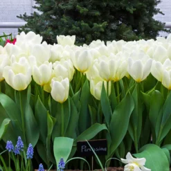 Fosteriana-Tulpen Purissima - Reinweiß blüht schon im April