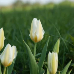 Fosteriana-Tulpen Purissima - Reinweiß blüht schon im April