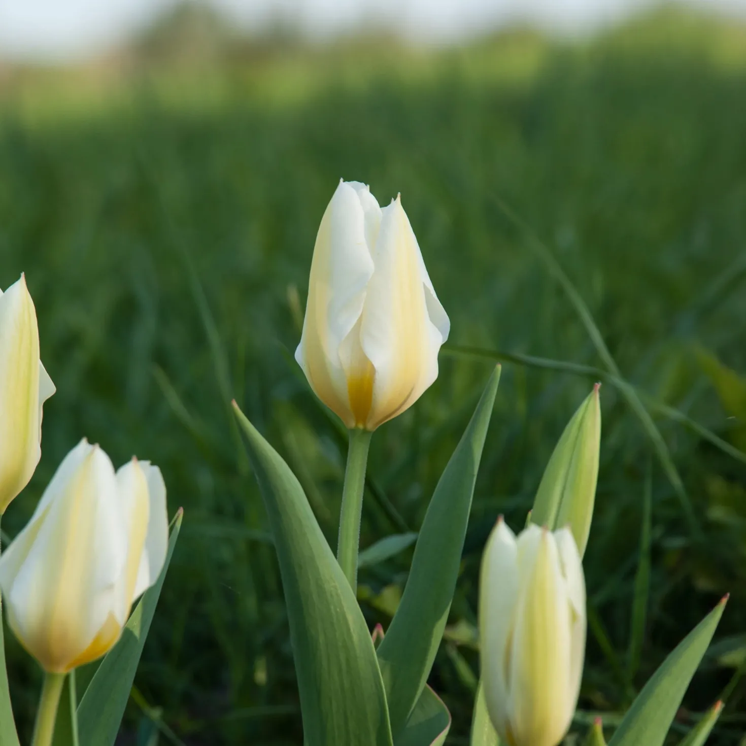 Fosteriana-Tulpen Purissima - Reinweiß blüht schon im April