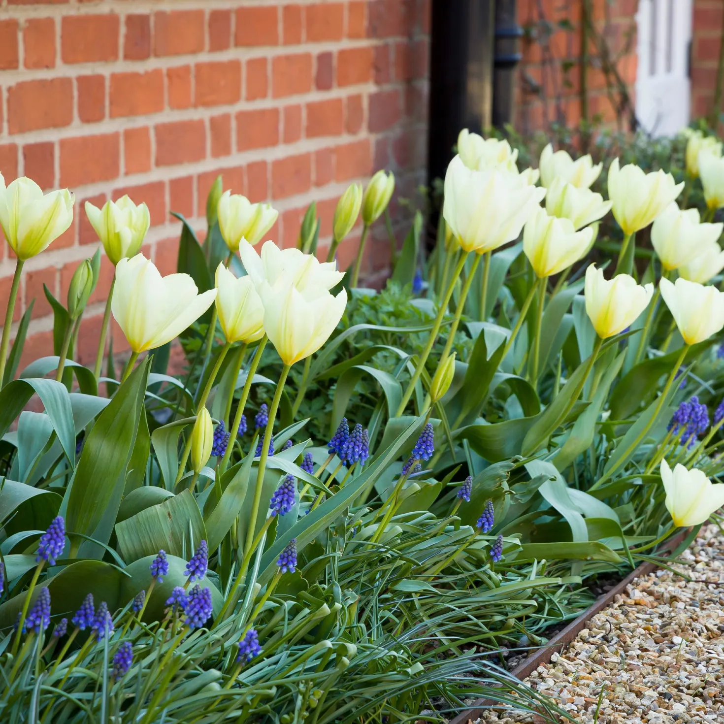 Fosteriana-Tulpen Purissima - Reinweiß blüht schon im April