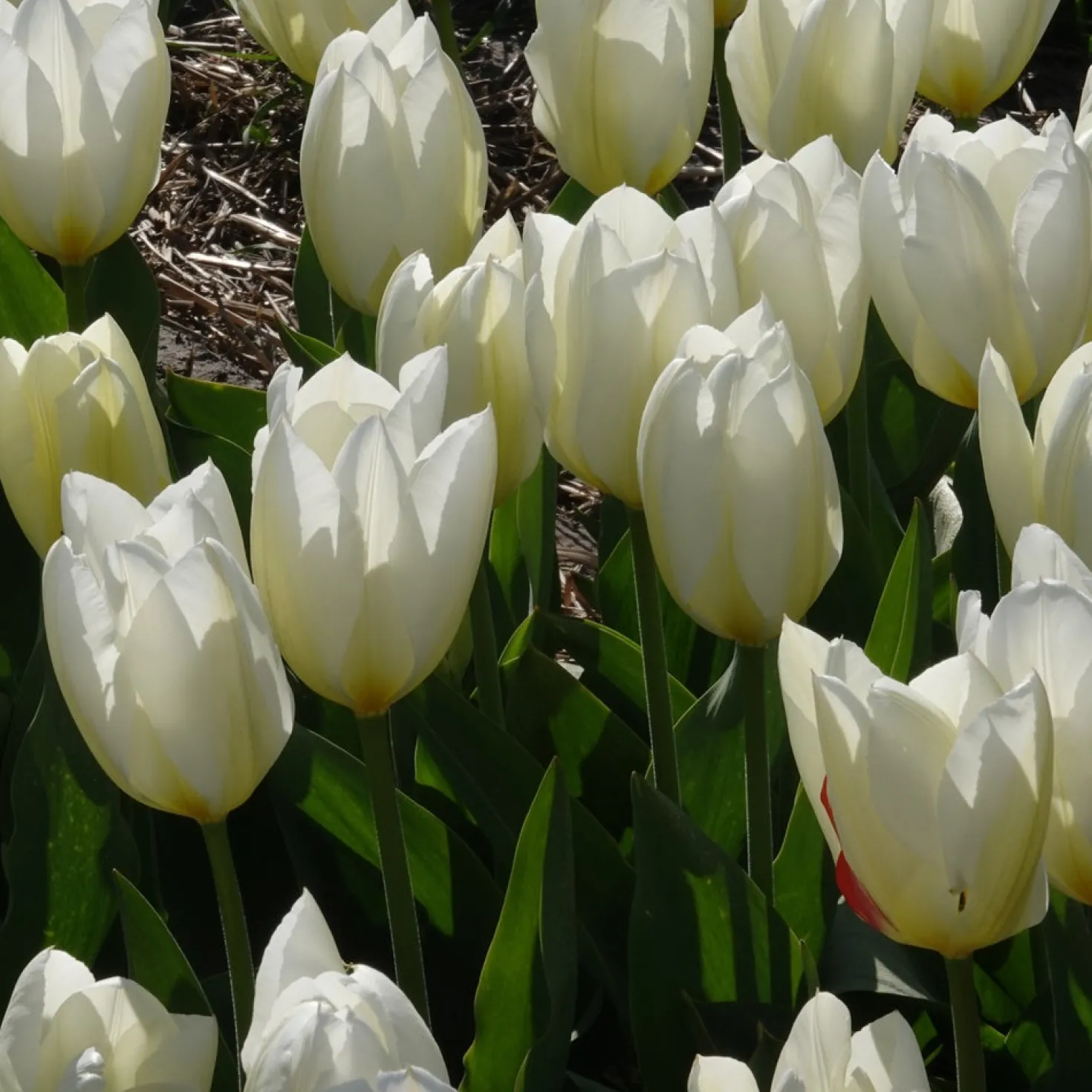Fosteriana-Tulpen Purissima - Reinweiß blüht schon im April