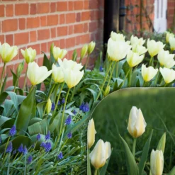 Fosteriana-Tulpen Purissima - Reinweiß blüht schon im April