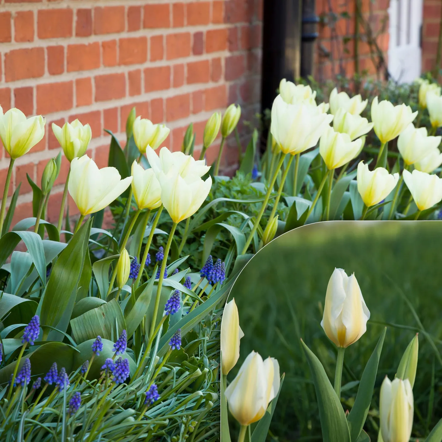 Fosteriana-Tulpen Purissima - Reinweiß blüht schon im April