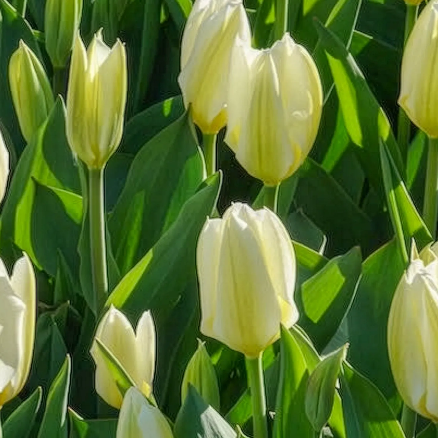 Fosteriana-Tulpen Purissima - Reinweiß blüht schon im April