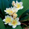 Frangipani - Duft wie im Urlaub