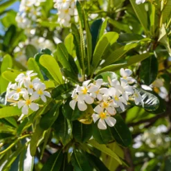 Frangipani - Duft wie im Urlaub