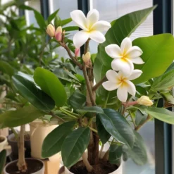 Frangipani - Duft wie im Urlaub