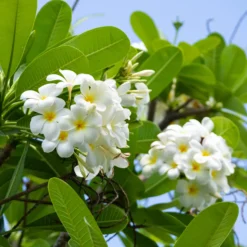 Frangipani - Duft wie im Urlaub